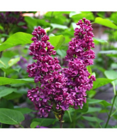 Lilac (Syringa) Prestony 'Elinor'