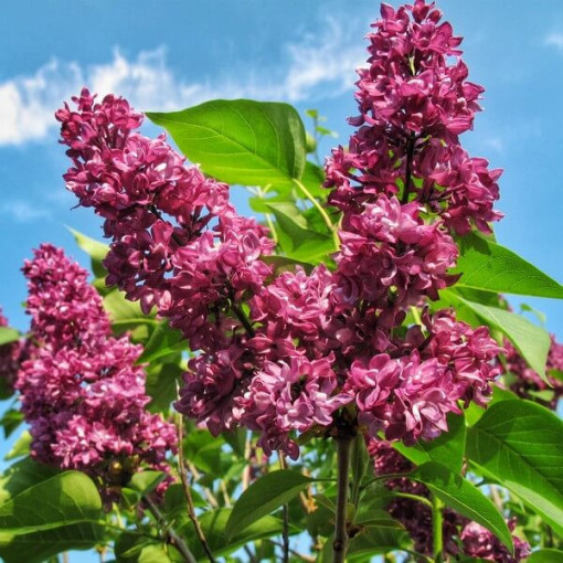 Lilac (Syringa) Prestony 'Elinor'