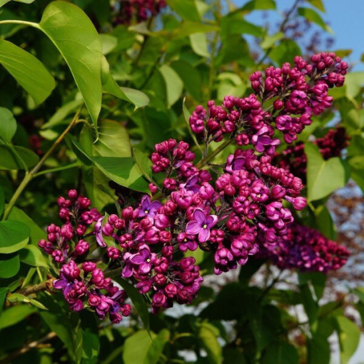 Lilac (Syringa) Prestony 'Elinor'