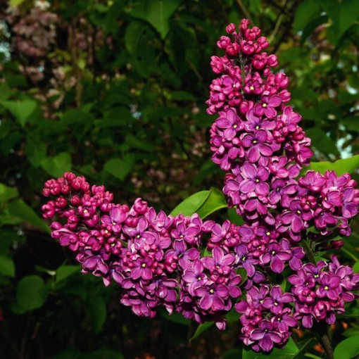 Lilac (Syringa) Prestony 'Elinor'
