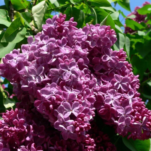 Lilac (Syringa) Common 'Prince Wolkonsky' Potted, 2L