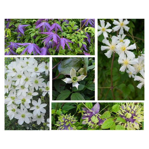 Set of 3 pcs - Clematis in 2L pot