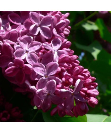 Common Lilac 'Prince Wolkonsky'