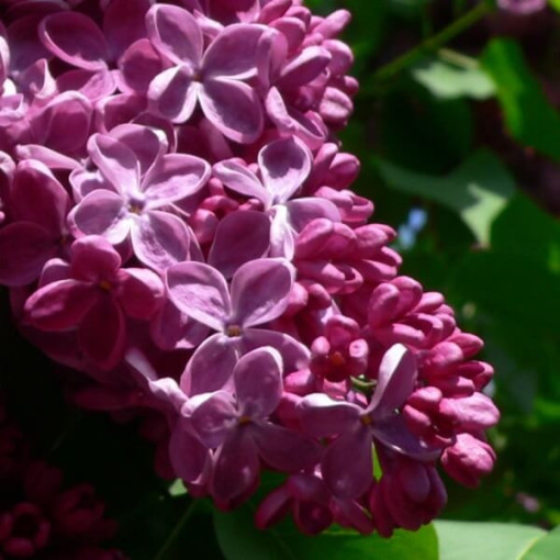 Common Lilac 'Prince Wolkonsky'