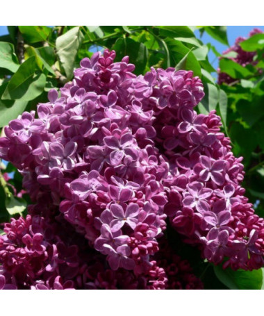 Common Lilac 'Prince Wolkonsky'