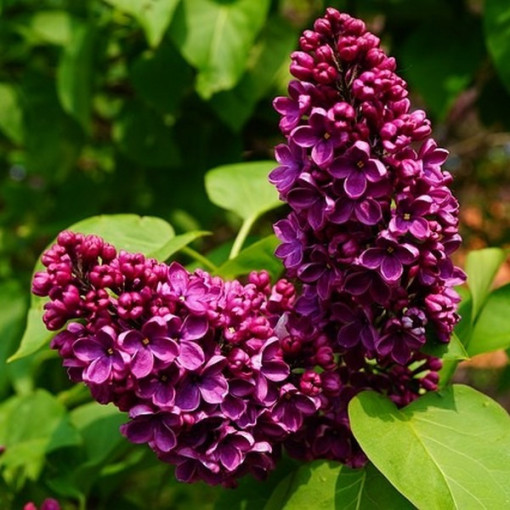 Common Lilac 'Prince Wolkonsky'