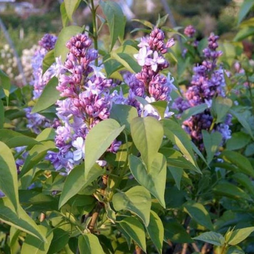 Common Lilac 'Nadezhda' potted, 2l