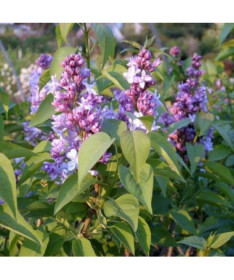 Common Lilac 'Nadezhda' potted, 2l