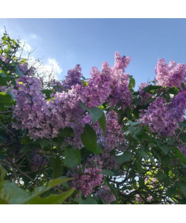 Common Lilac 'Nadezhda' potted, 2l