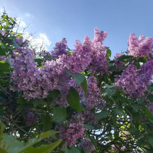 Common Lilac 'Nadezhda' potted, 2l