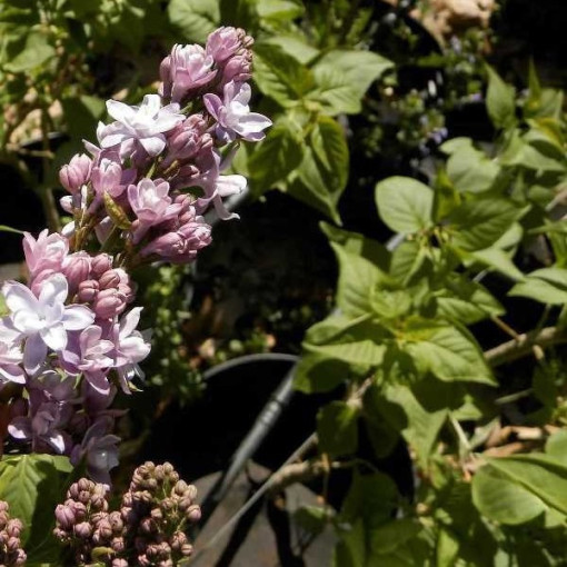 Common Lilac 'Nadezhda' potted, 2l