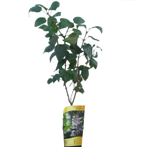 Common Lilac 'Nadezhda' potted, 2l