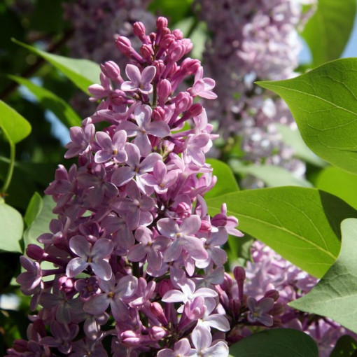 Common Lilac 'Nadezhda'