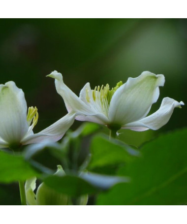 Set of 3 pcs - Clematis in 2L pot