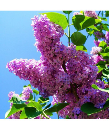Lilac (no) Ottawa 'Helen' pot, 2L
