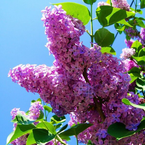 Lilac (no) Ottawa 'Helen' pot, 2L