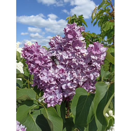 Lilac (no) Ottawa 'Helen' pot, 2L