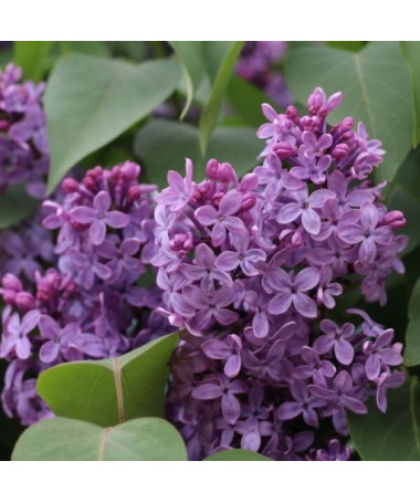 Lilac (no) Ottawa 'Helen'