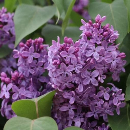 Lilac (no) Ottawa 'Helen'