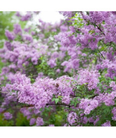 Lilac (no) Miss Kim P9, 2L