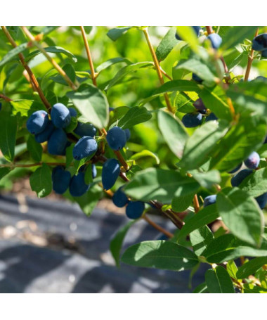 Honeyberry 'Lori' P9/C1