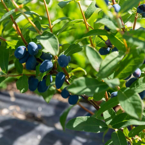 Honeyberry 'Lori' P9/C1