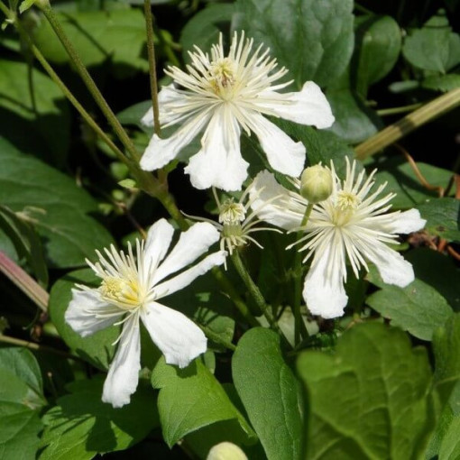 Set of 3 pcs - Clematis in 2L pot