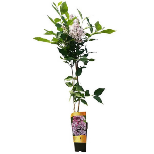 Lilac (no) Miss Kim P9, 2L