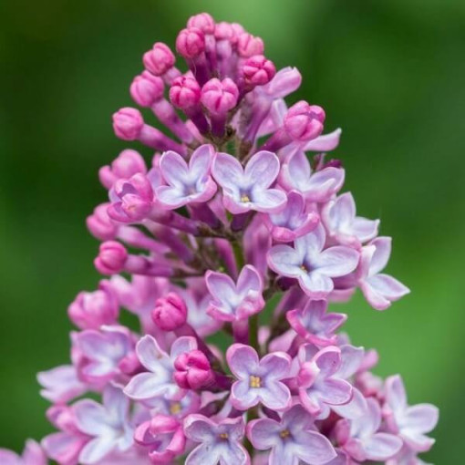 Lilac (no) Miss Kim P9, 2L