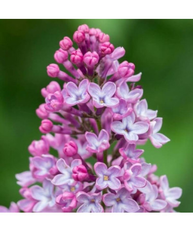 Lilac (no) 'Miss Kim'