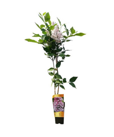 Lilac (no) 'Miss Kim'