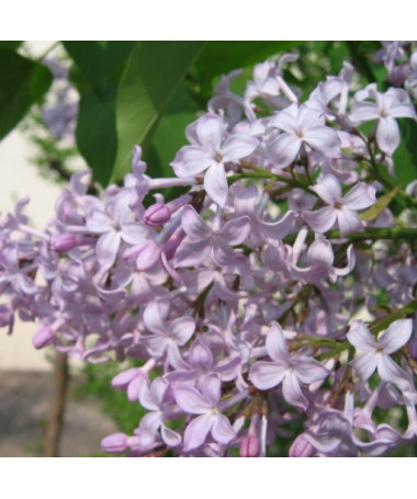 Lilac (Syringa) 'Nocturne' pot, 2L