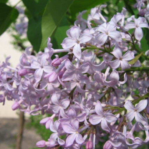 Lilac (Syringa) 'Nocturne' pot, 2L