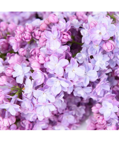 Lilac (Syringa) 'Nocturne' pot, 2L