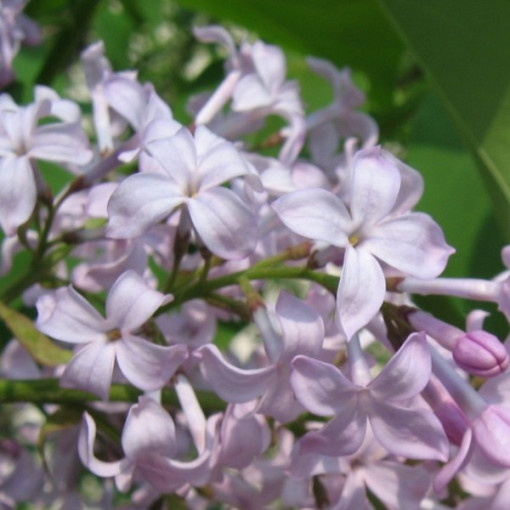 Lilac (without) 'Nocturne'