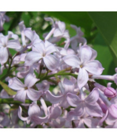 Lilac (without) 'Nocturne'