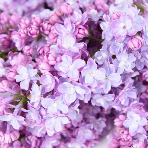 Lilac (without) 'Nocturne'