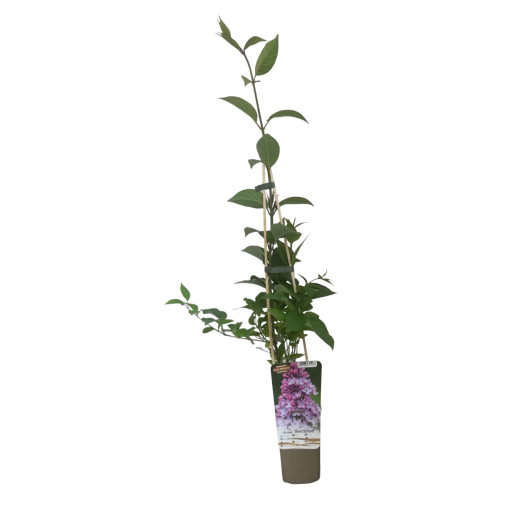 Lilac (without) 'Nocturne'