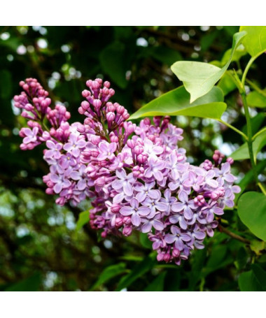 Lilac (without) 'Minuet'