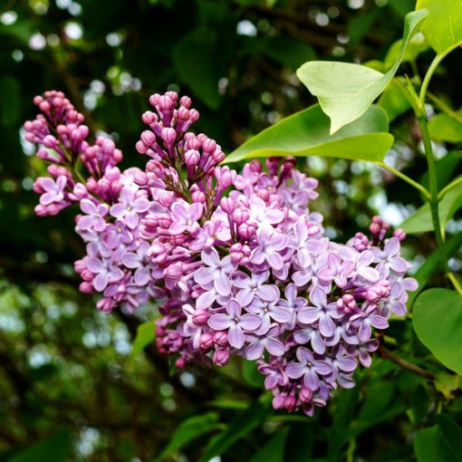 Lilac (without) 'Minuet'
