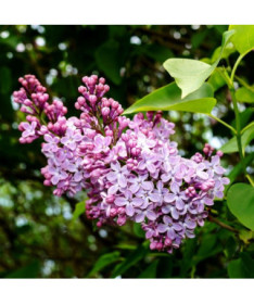 Lilac (without) 'Minuet'