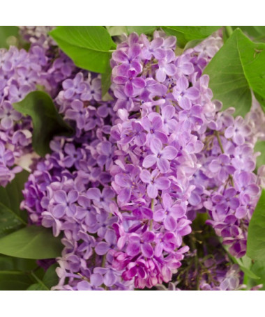 Lilac (without) 'Minuet'