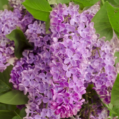 Lilac (without) 'Minuet'