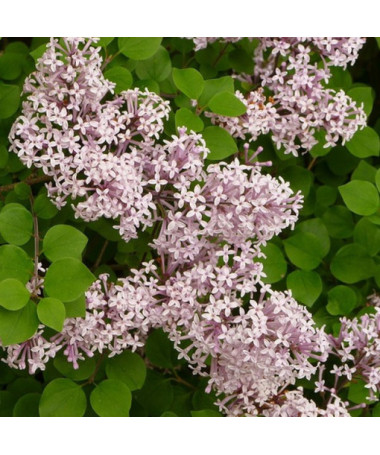 Lilac (Syringa) Meyer 'Palibin' pot, 2L
