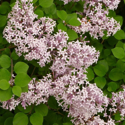 Lilac (Syringa) Meyer 'Palibin' pot, 2L