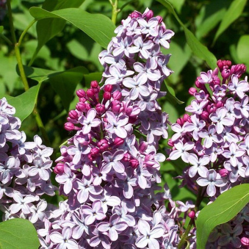 Lilac (Syringa) Meyer 'Palibin' P9/C1