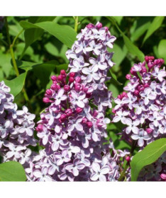 Lilac (Syringa) Meyer 'Palibin' P9/C1