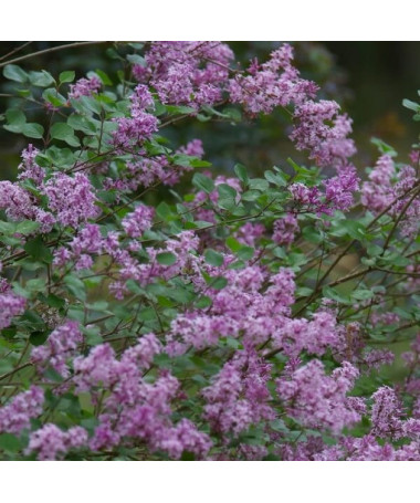 Lilac (Syringa) Meyer 'Palibin' P9/C1