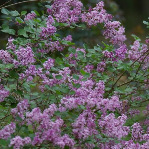 Lilac (Syringa) Meyer 'Palibin' P9/C1