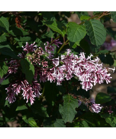 Lilac (Syringa) Josika, pot, 2L